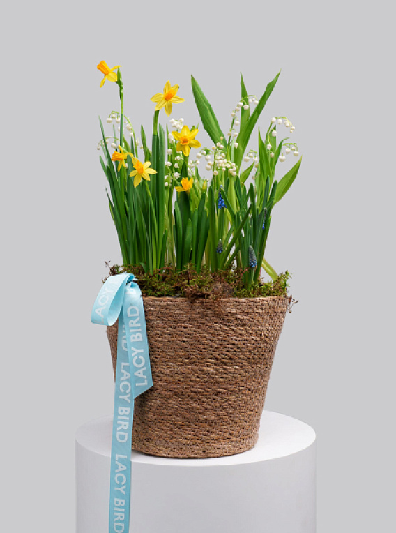 Первоцветы №6