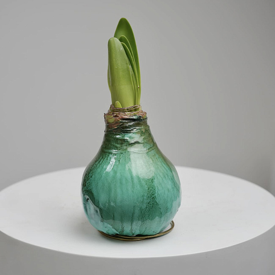 Луковица амариллиса в воске