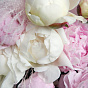 Микс белых и розовых пионов Sarah Bernhardt