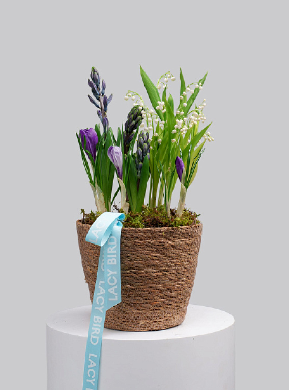 Первоцветы №7