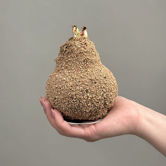 Амариллис в воске