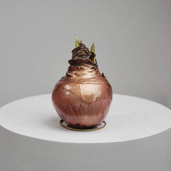 Луковица амариллиса в воске