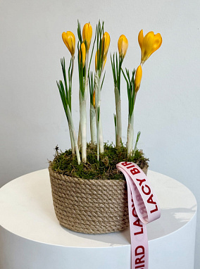 Подснежники в корзине