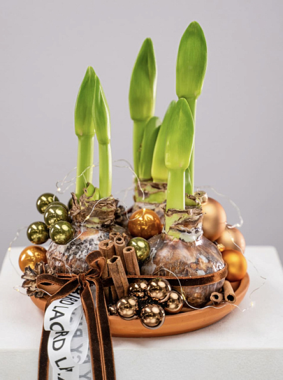 Композиция с луковицами амариллиса «Пряная корица»