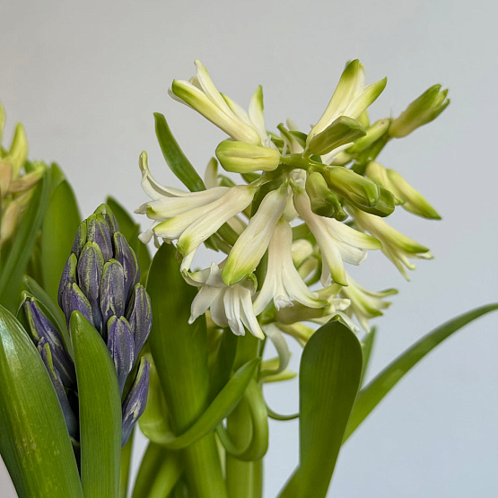 Корзина с гиацинтами