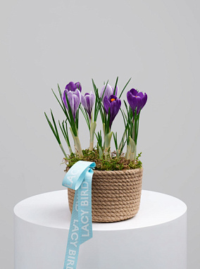 Первоцветы №5