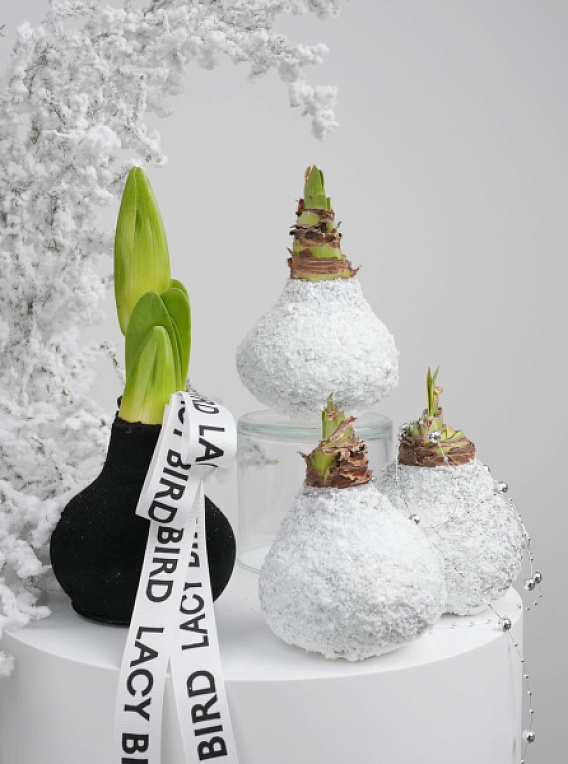 Амариллис в воске (1 шт.)