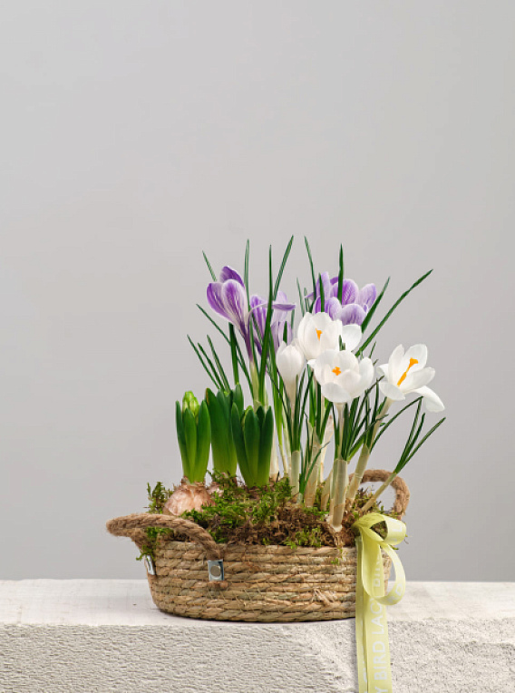 Первоцветы в корзине № 3