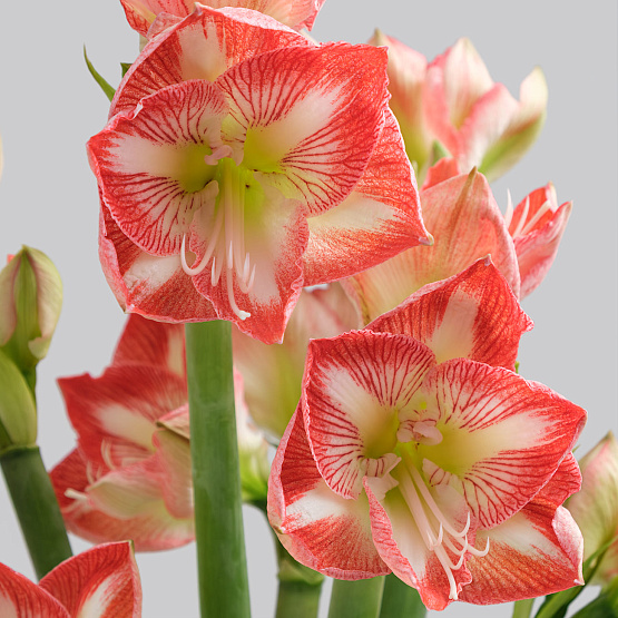 Амариллисы в вазу