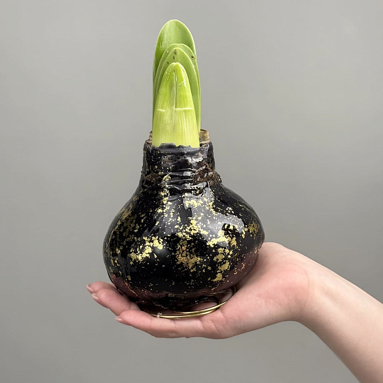 Амариллис в воске