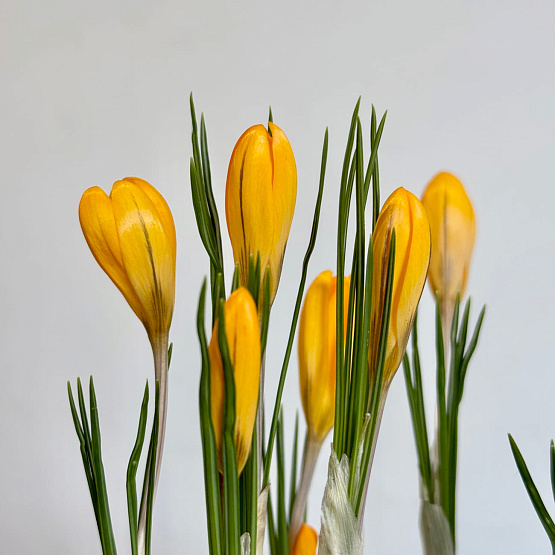 Подснежники в корзине