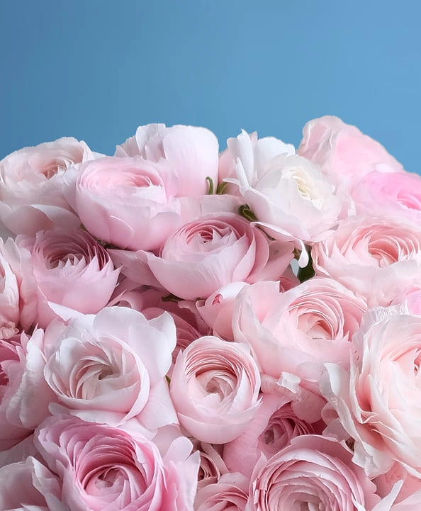 РАНУНКУЛЮСЫ