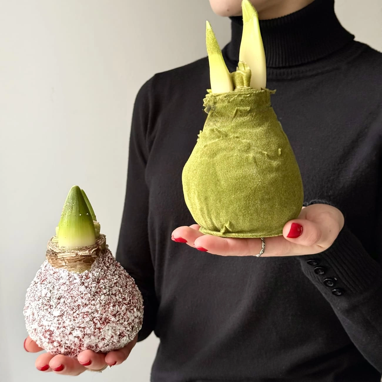 Амариллис в воске