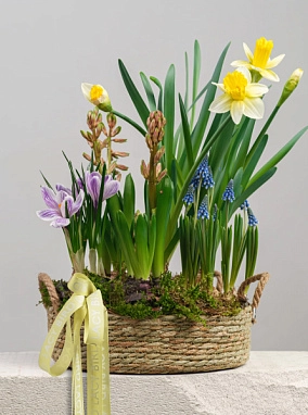 Первоцветы в корзине № 1