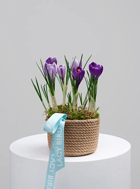 Первоцветы №5